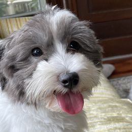 Mando - Coton de Tulear