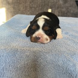 Christian - Tri-color male Cavalier King Charles Spaniel puppy in Howardsville, Virginia from Spectacular Aussies and Cavaliers