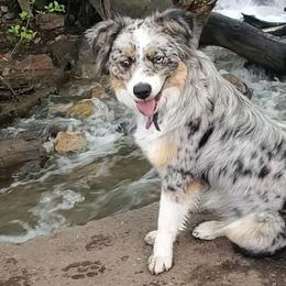 Tilly - Miniature American Shepherd