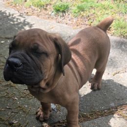 Cane Corso Puppies from Gina Dash