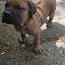 Cane Corso Puppies from Gina Dash
