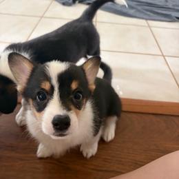 5 - Black and white female American Corgi puppy in Boyd, Texas from Barker's Corgis