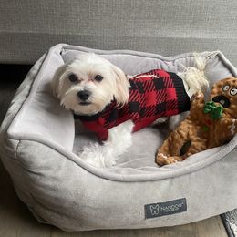 Storm - Maltese