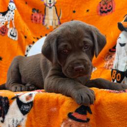 Dark Pink - Chocolate female Labrador Retriever puppy in Heath Springs, South Carolina from Rich Hill Retrievers