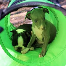 Boston Terrier and Italian Greyhound Puppies from 4Ever Boston Terriers & Italian Greyhounds