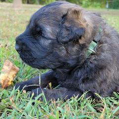 Butterfinger - Brindle male Bouvier des Flandres puppy in Drury, Missouri from Black Bears Critters