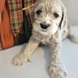 Maisy - Cream female Cockapoo puppy in Rutherford County, North Carolina from Simply Grace Farms
