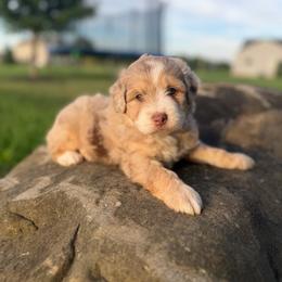 Latte - Red merle female Aussiedoodle puppy in Sharpsburg, Georgia from Steindoodles