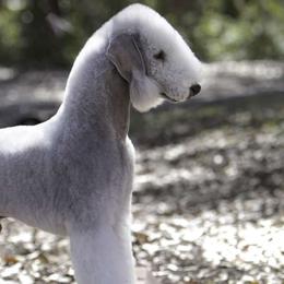 Cinna - Bedlington Terrier
