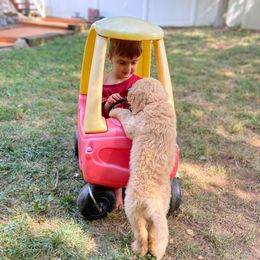 Goldendoodle Puppies from Penny Doodles VA