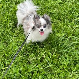 Lily - Pomeranian