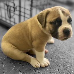 Chewbacca - White male American Bulldog puppy in Pace, Florida from Genesis American Bulldogs