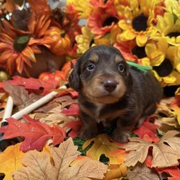 Green Collar - Chocolate and tan male Dachshund puppy in Belfair, Washington from Devoted Doxies, Lorraine’s Yorkies