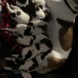 Countess Cecelia - White and tan female Russell Terrier puppy in Missouri from Royal Russells Ranch