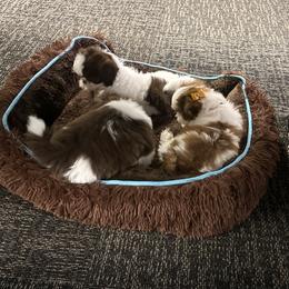 Shih Tzu Puppies from Wood Foo Breeders