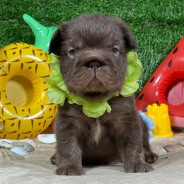 Forest - Liver male French Bulldog puppy in Garland, Texas from Brewer's Doodles and French Bulldogs