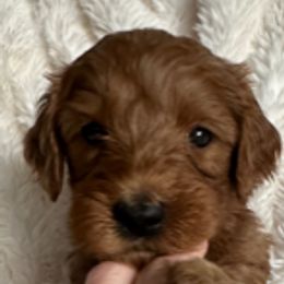 Goldendoodle Puppies from Betsy-Doodles