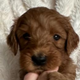 Goldendoodle Puppies from Betsy-Doodles