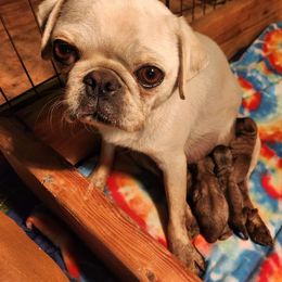 Flour - Pug
