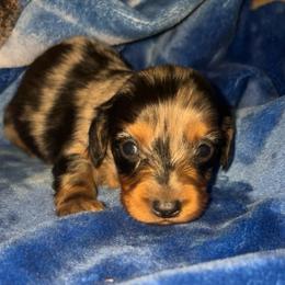 June - Dapple female Dachshund puppy in Goldthwaite, Texas from Mini Mama Dachshunds
