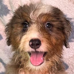 Bluie - Blue merle male Aussiedoodle puppy in Punta Gorda, Florida from Blitzenhaus Working Dogs-Home of the Working Czech Shepherd and Rottweiler and Splash of Color Aussiedoodles