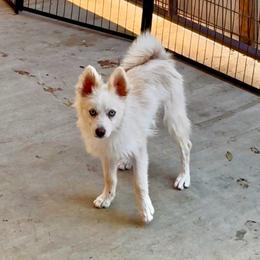 Cream male - White male Pomsky puppy in Lemon Cove, California from Magic Ranch Mini Aussies