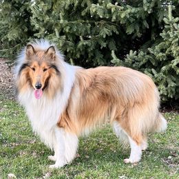 Bråunen - Collie