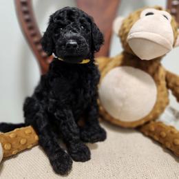 Baer - Black male Poodle puppy in Spartanburg, South Carolina from Taya's Pups