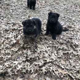 German Shepherd Puppies from Benton K-9 Breeding