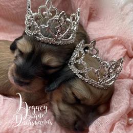Dachshund Puppies from Legacy Lane Dachshunds