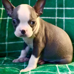 Girl 2 - Seal and white Boston Terrier puppy in Columbus, Ohio from Columbus Boston Terriers
