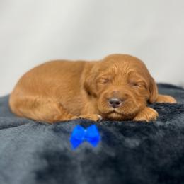 Eden's Blue Male - Apricot male Goldendoodle puppy in Great Falls, Montana from Montana Goldendoodles
