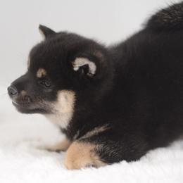 Kiki 💕 Black and Tan Girl - Black and tan female Shiba Inu puppy in Neosho, Missouri from Sunny Terrace Shibas