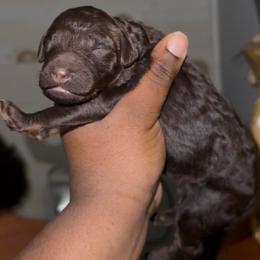 Nova - Brown female Poodle puppy in Corona, California from Garden Of Poodles