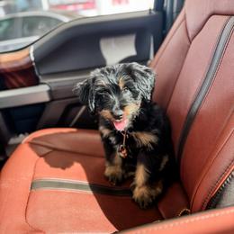 Cheddar - female Bernedoodle puppy in Sharpsburg, Georgia from Steindoodles