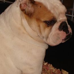 Bulldogs from Stonebluff Bullies