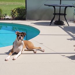 Boxers from DD Boxer puppies of Florida