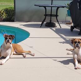 Boxers from DD Boxer puppies of Florida