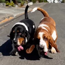 Basset Hounds from Begginburg Bassets