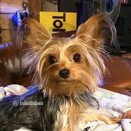 Peanut - Yorkshire Terrier