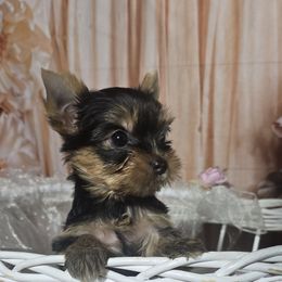 Girl 1 - Blue and gold Yorkshire Terrier puppy in Hesperia, California from Diamond Doll Yorkies