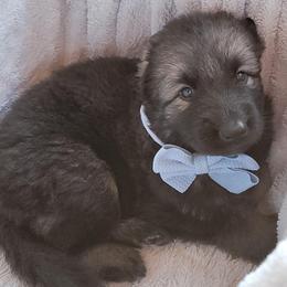 Puppy 1 - Black and silver male Shiloh Shepherd puppy in Plant City, Florida from Look Up Shilohs