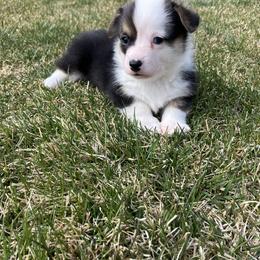Pembroke Welsh Corgi Puppies from Maria's Pembroke Welsh Corgis