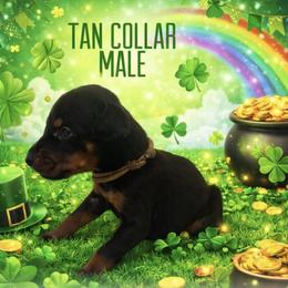 Taz - Black and rust male Doberman Pinscher puppy in Wellington, Ohio from Jossie Doberman Pinschers
