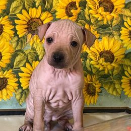 Bree - Red female American Hairless Terrier puppy in Buckingham, Illinois from Gaus Hof