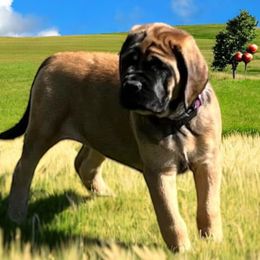 Sasha - Mastiff