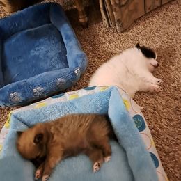 Pomeranian Puppies from Wisco Poms