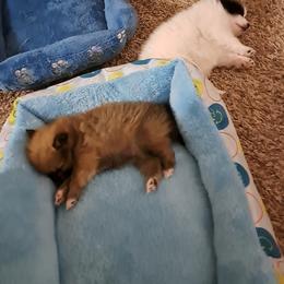 Pomeranian Puppies from Wisco Poms
