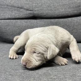 Silver girl 2 - Silver gray female Weimaraner puppy in Lancaster, Kentucky from Heavy Hollow Farm