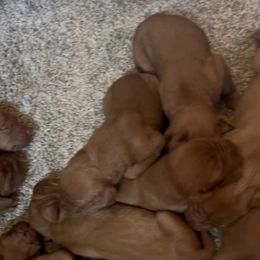 Baby boy - Golden rust male Vizsla puppy in Boaz, Alabama from MountainTop Vizslas